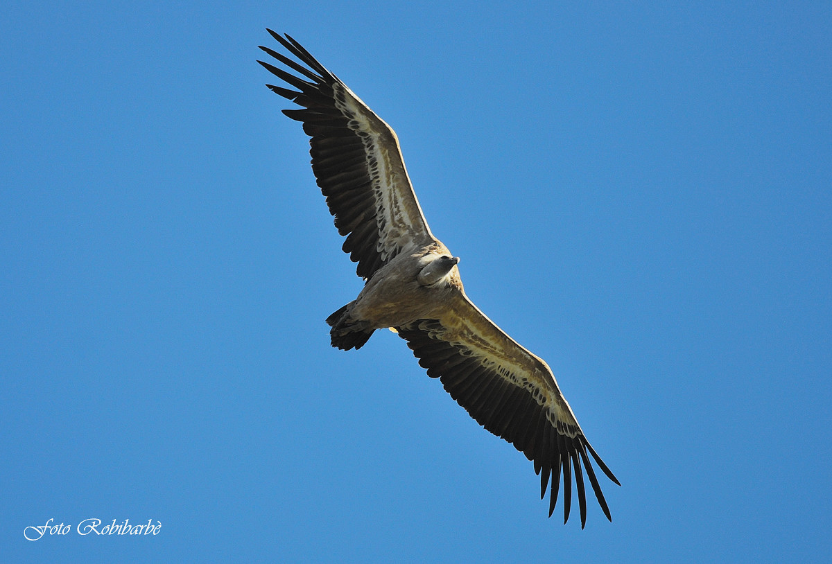 Grifone....L'aliante del Verdon.....