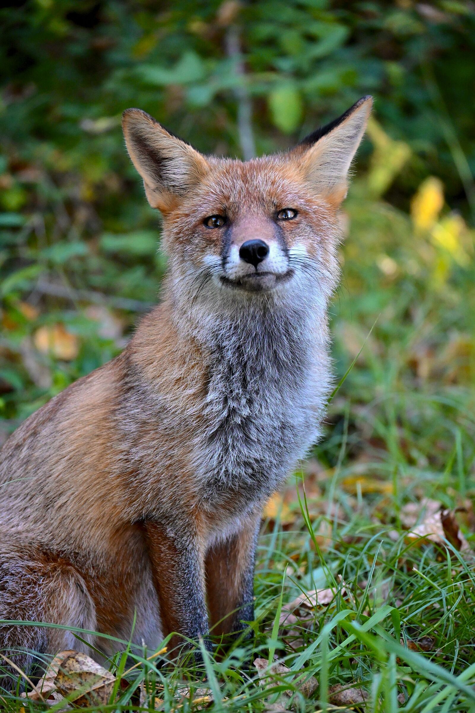 Fox