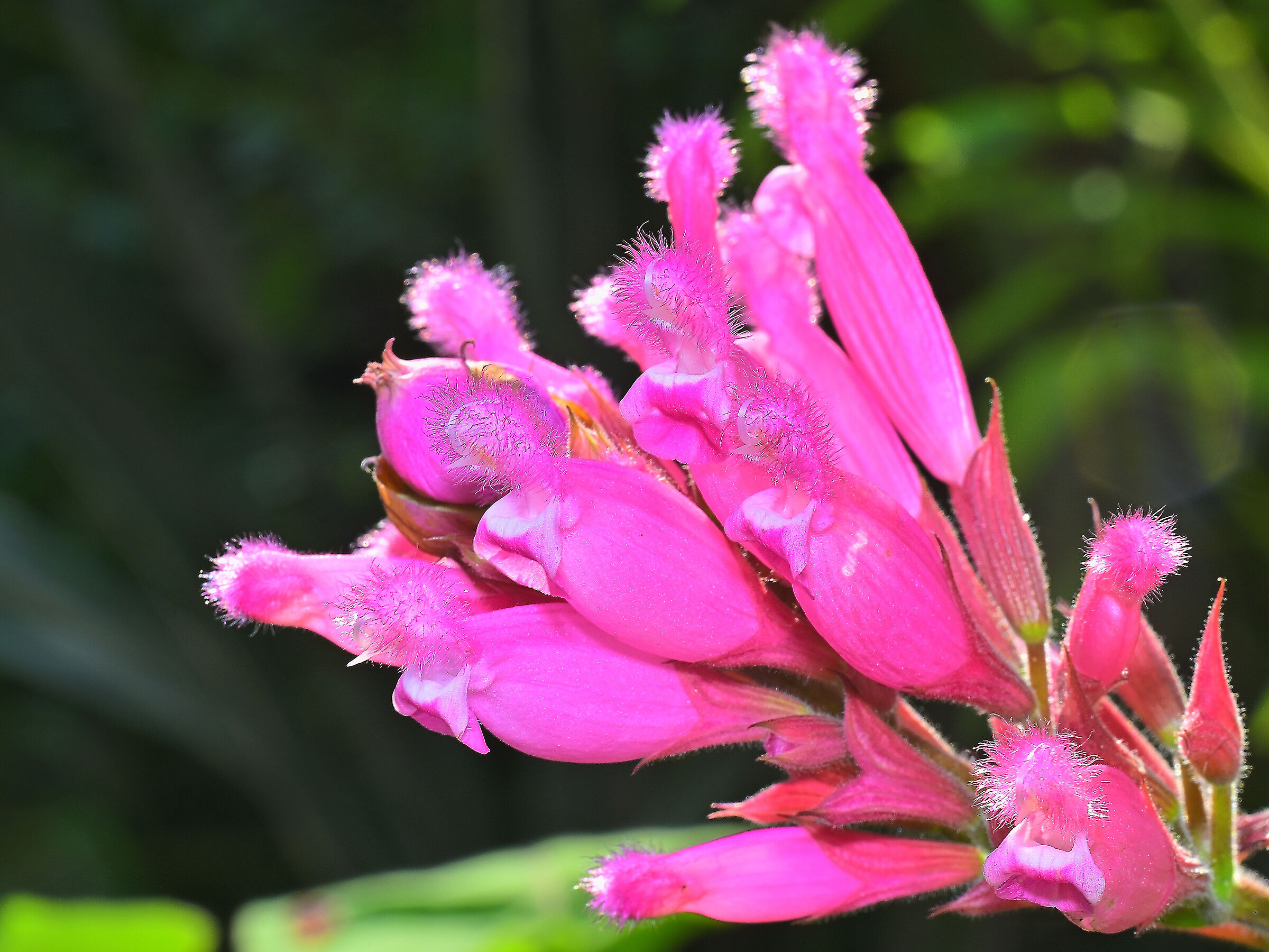 Salvia involucrata Bethellii