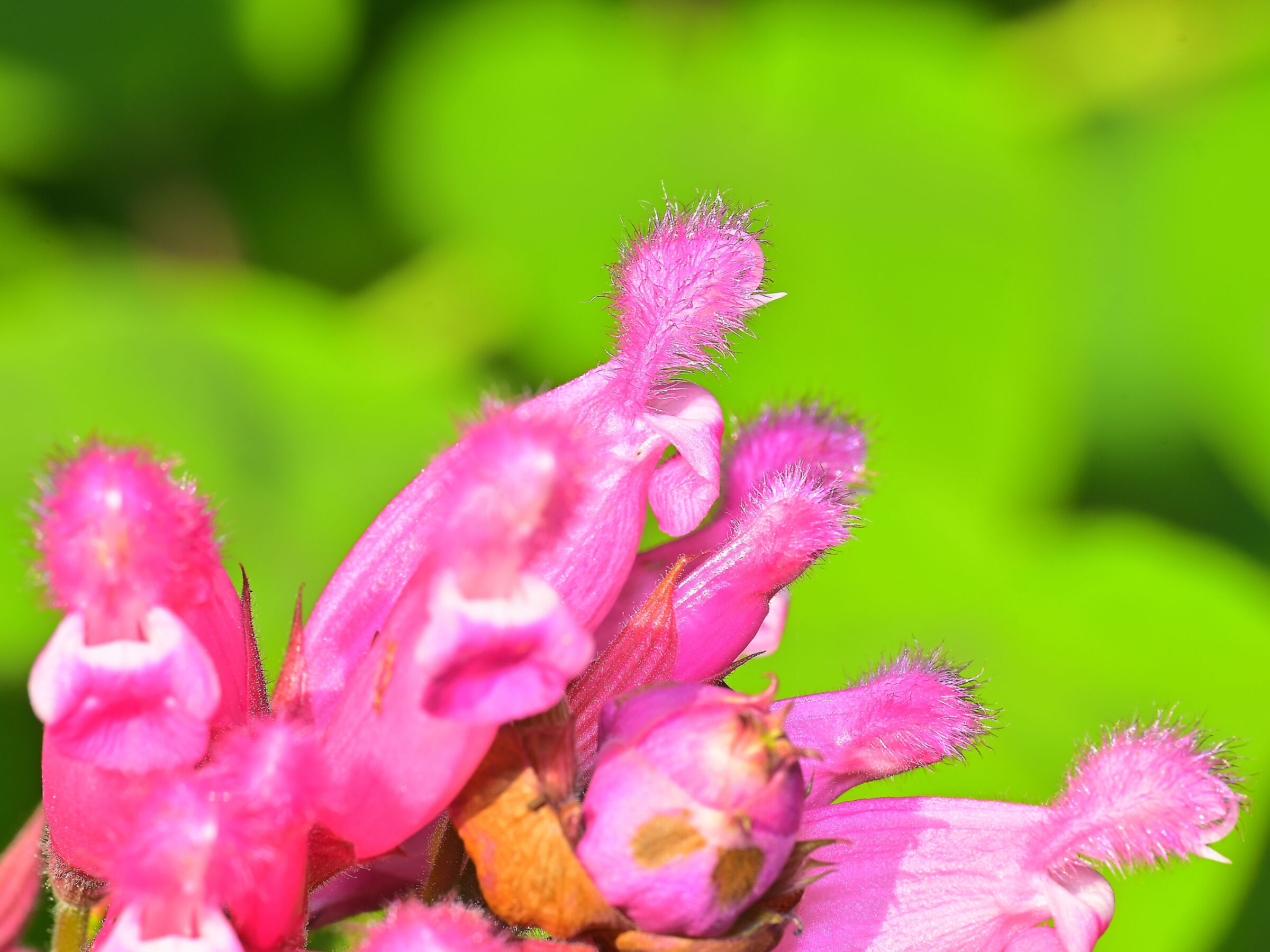 Salvia involucrata Bethellii