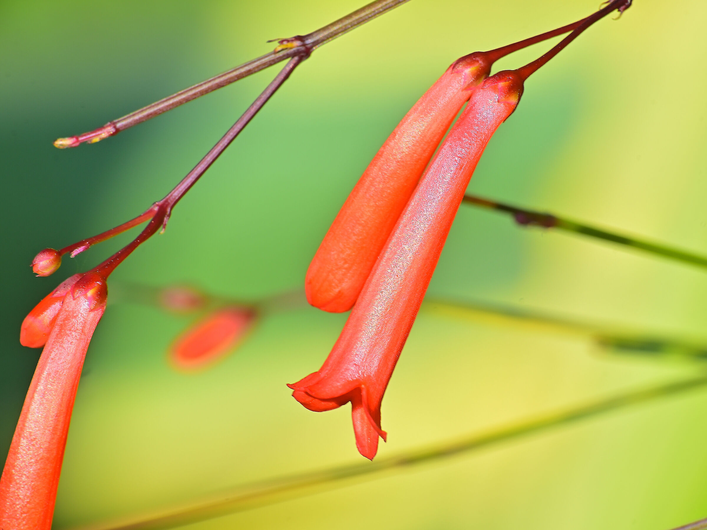Russelia equisetiformis