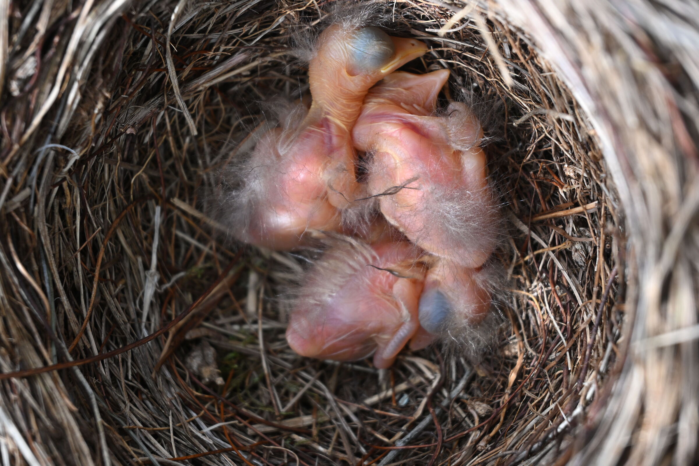Birth of Merli