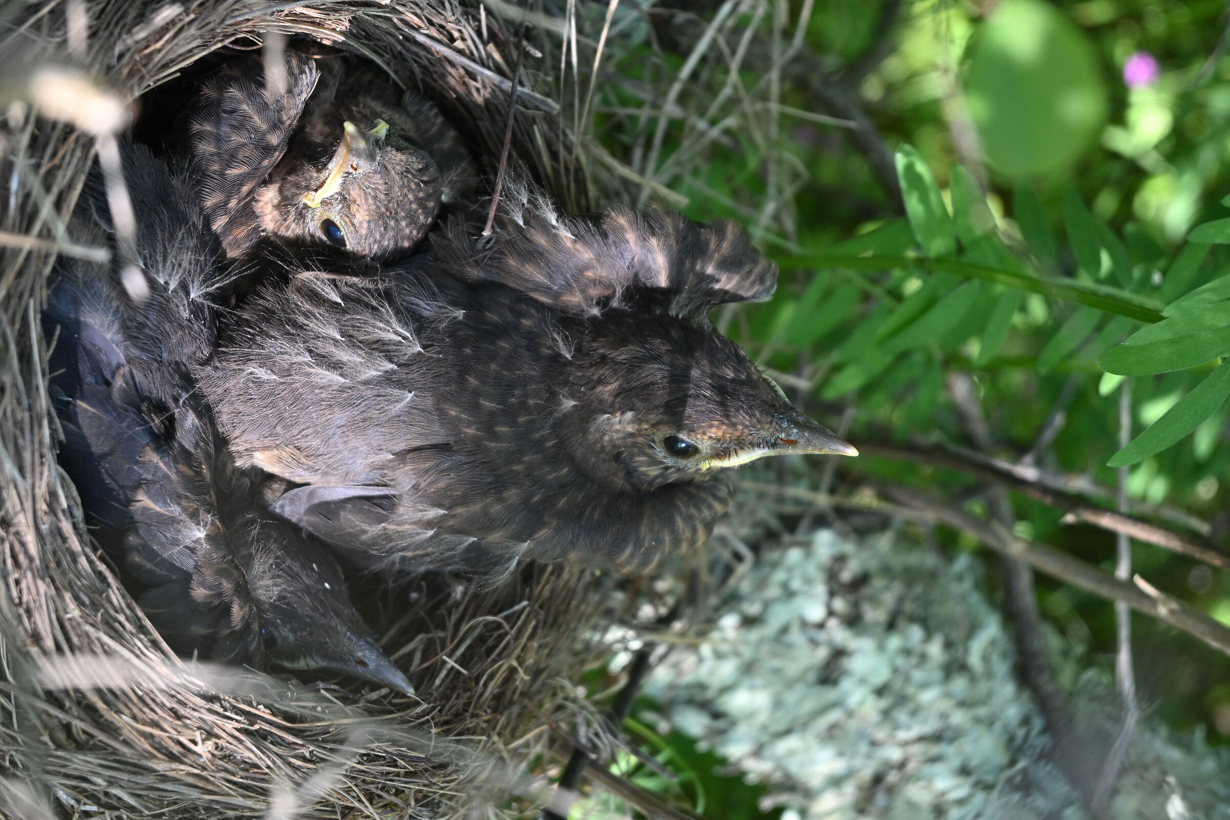 Blackbirds