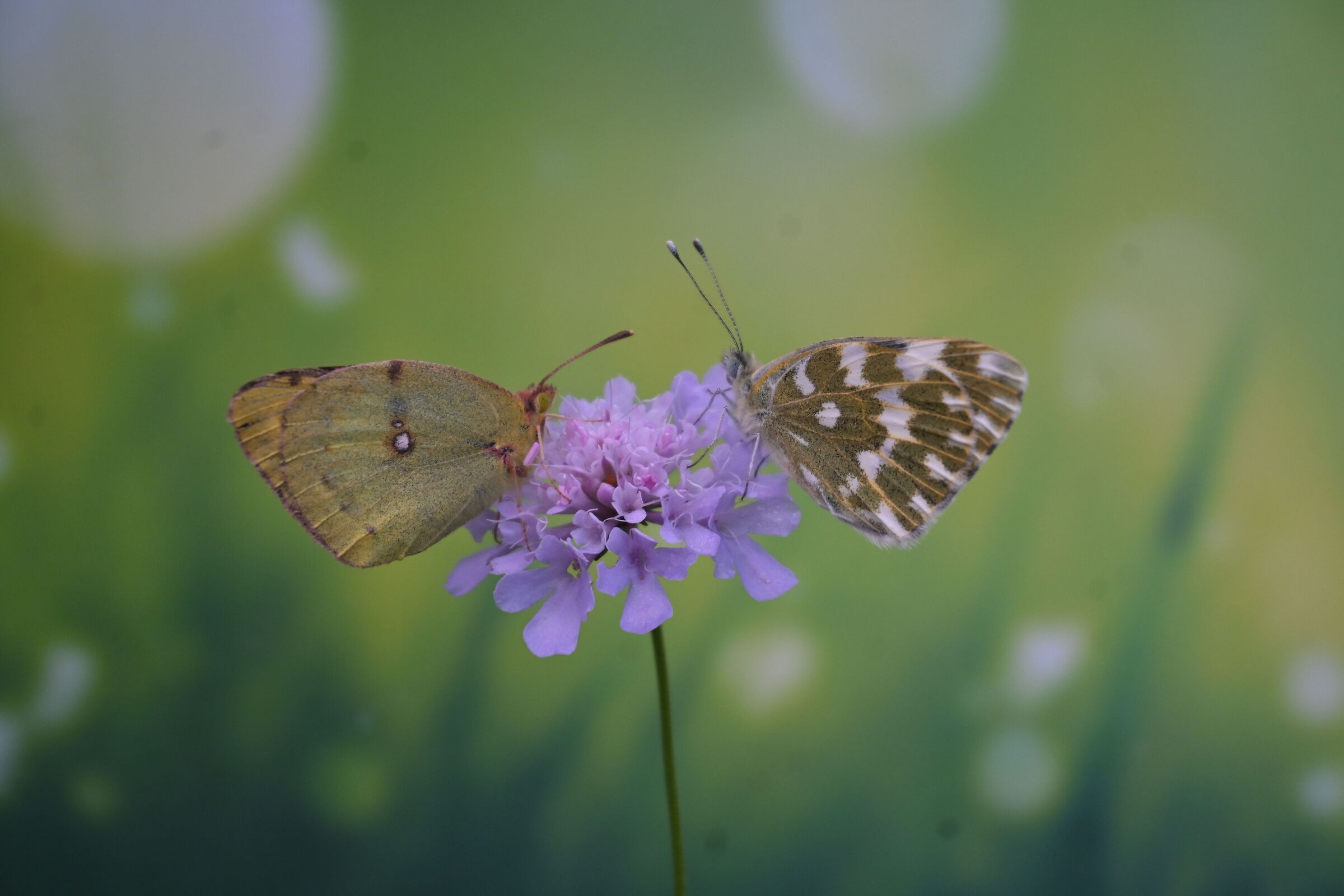 Butterfly duo