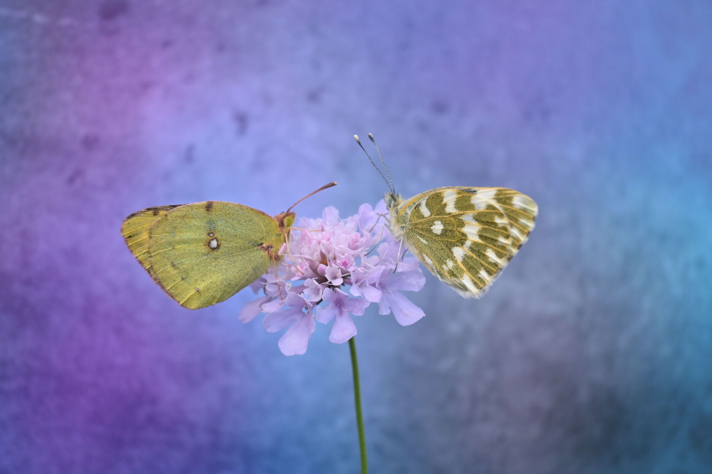 Butterfly duo