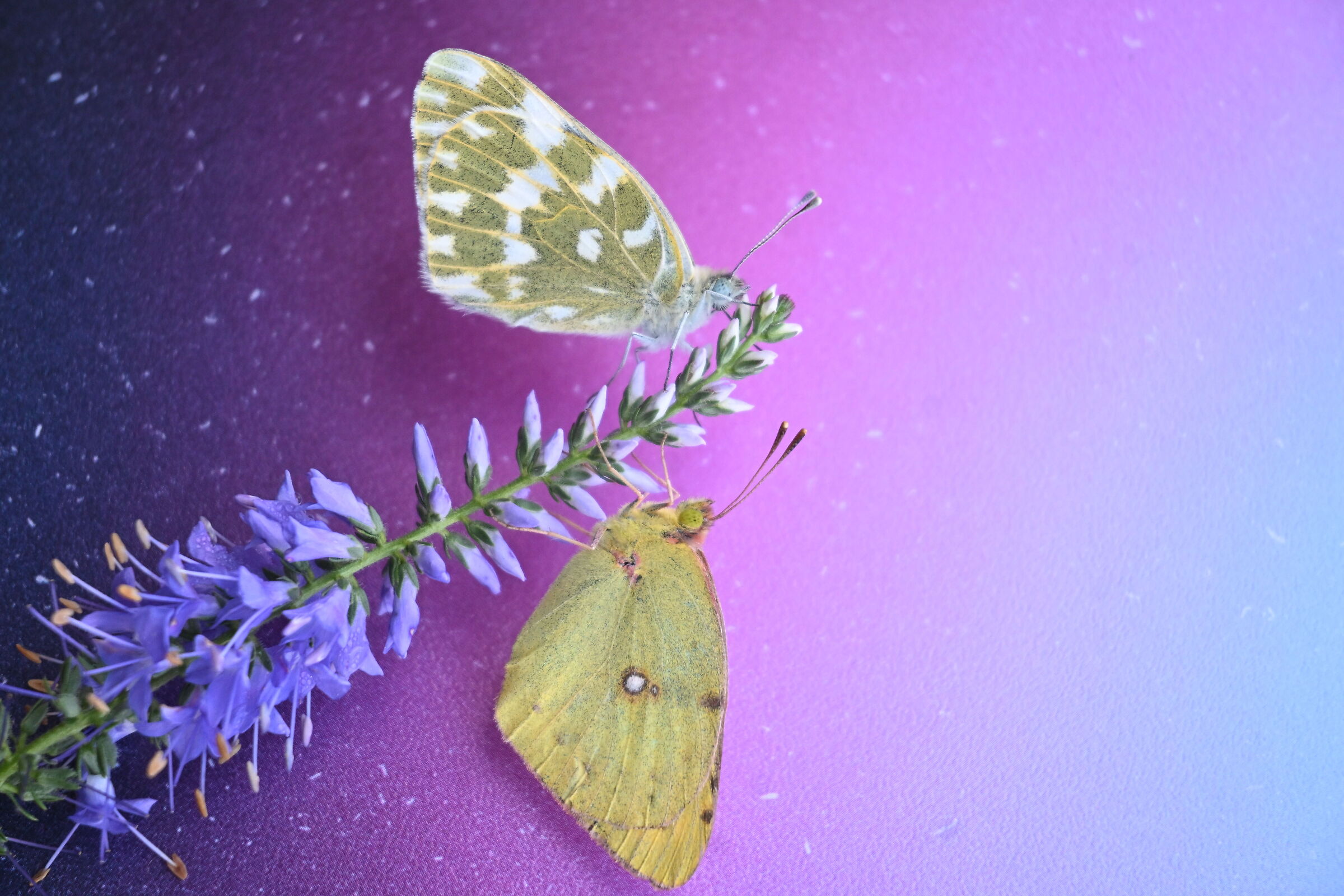 Butterfly duo