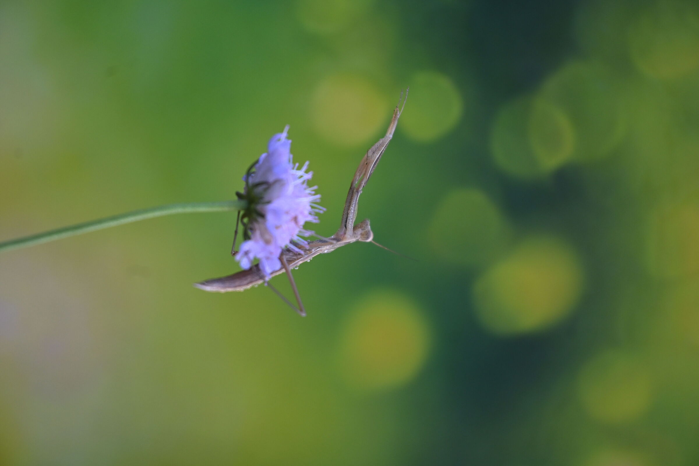 Mantis
