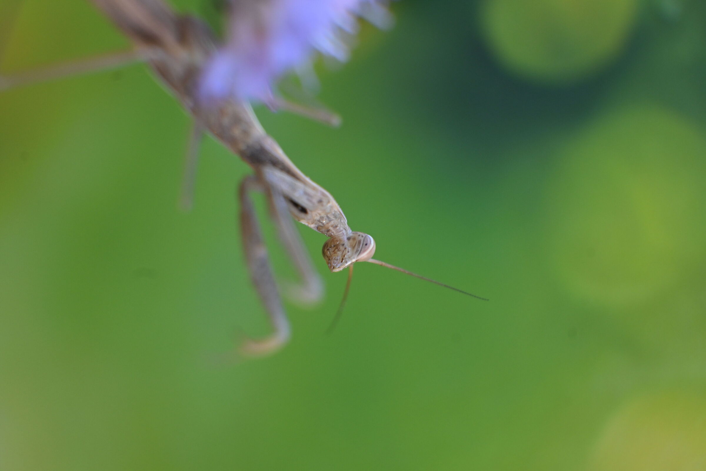Mantis