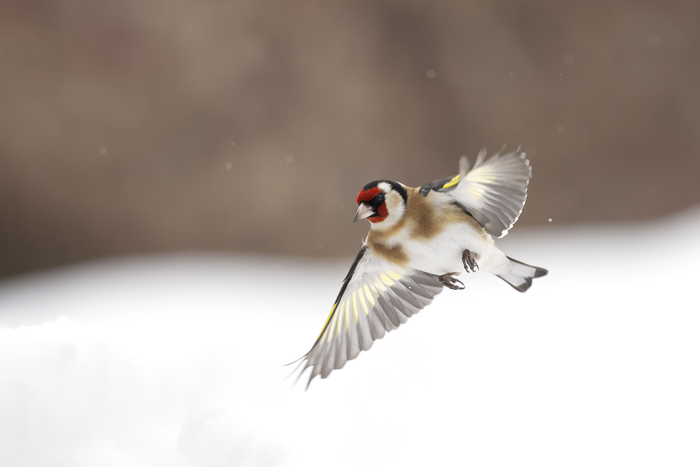 Winter Goldfinch
