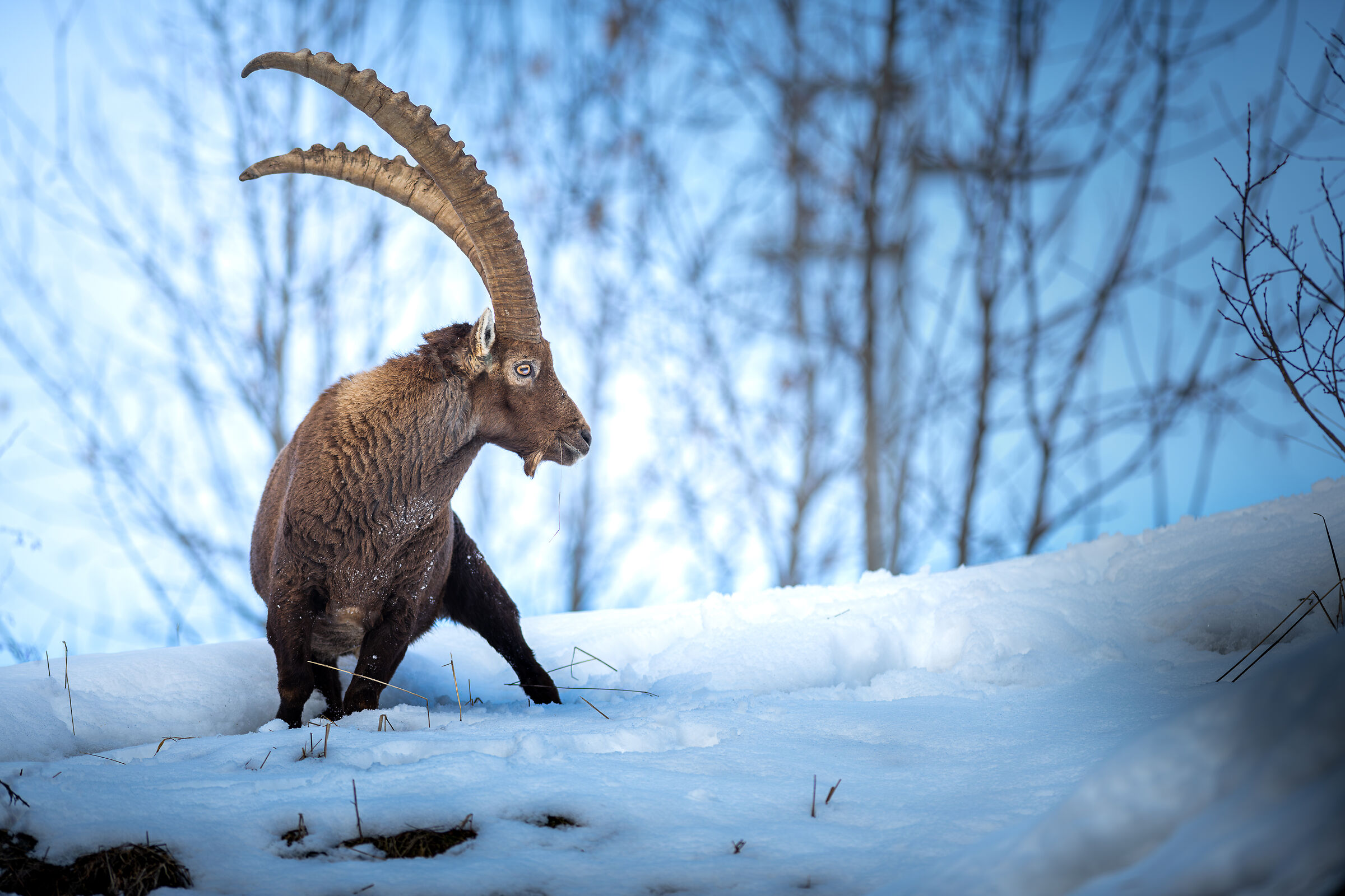 Ibex