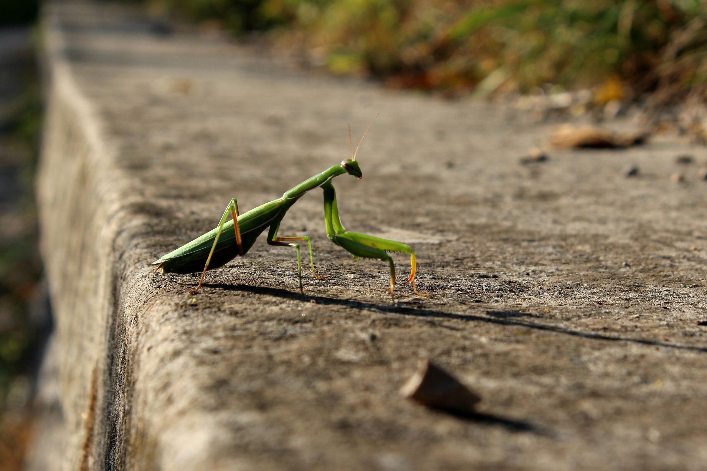 Mantis