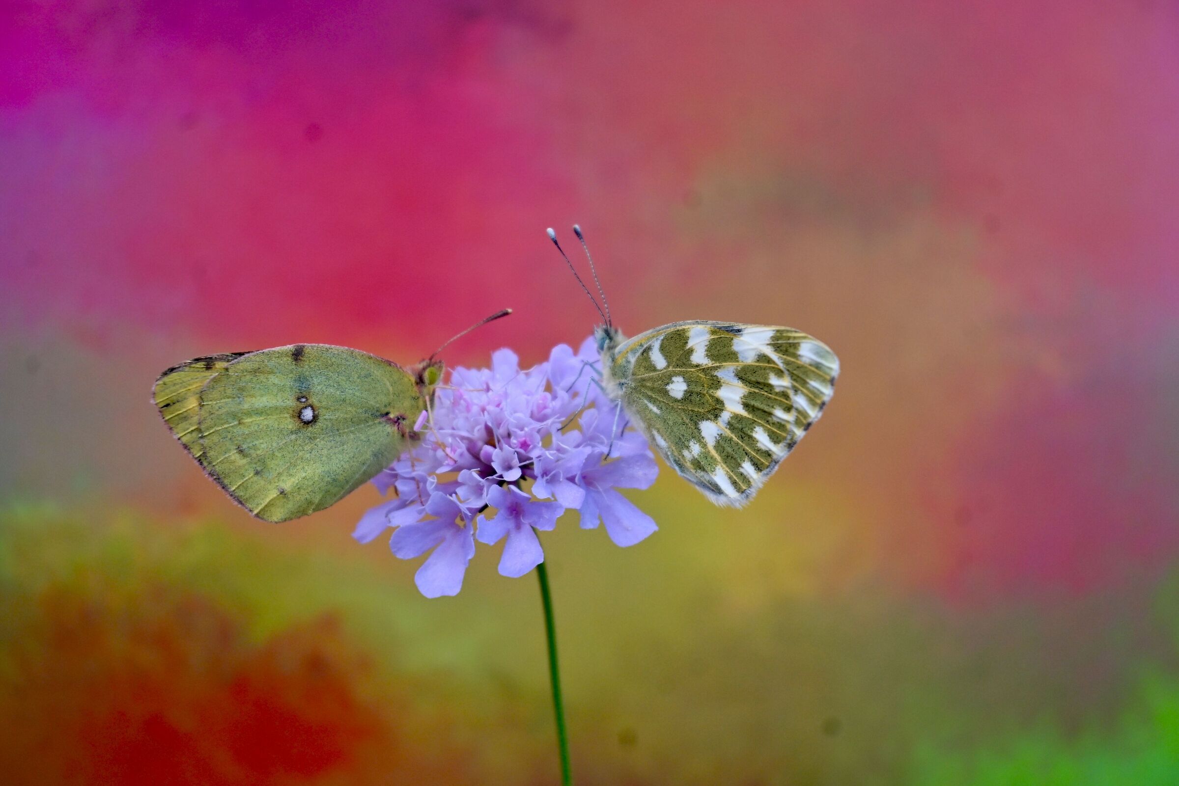 Butterfly duo