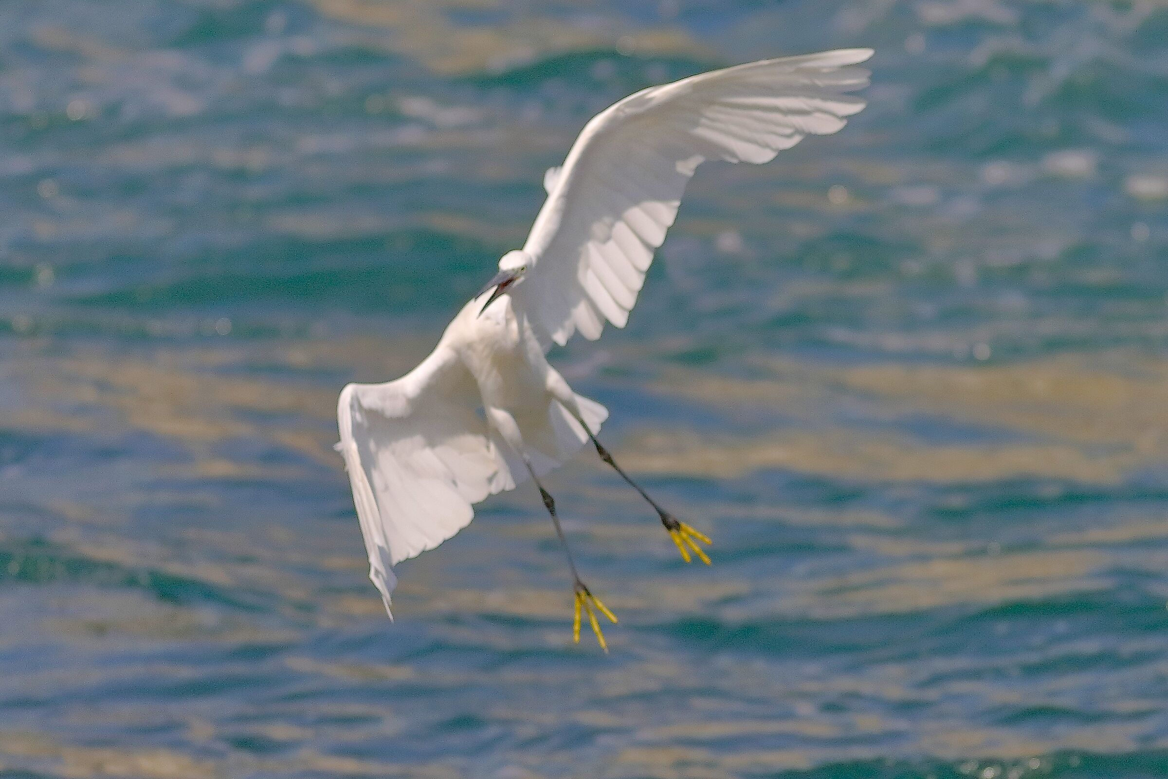 Little Egret 18 September 2025 - 0017