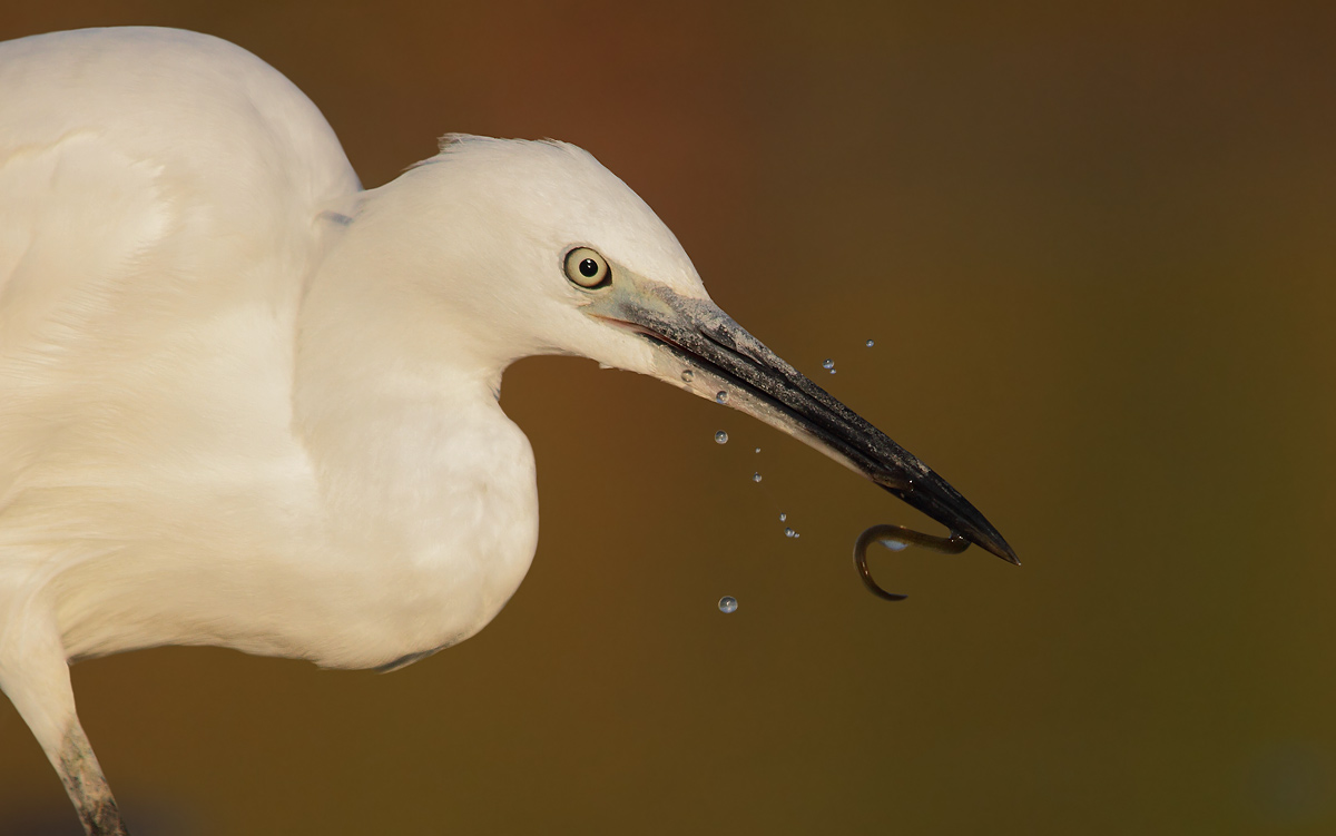 Egret with prey