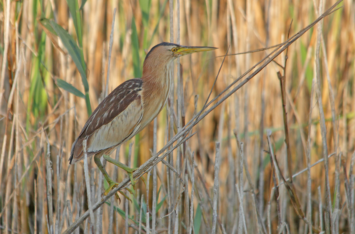 bittern