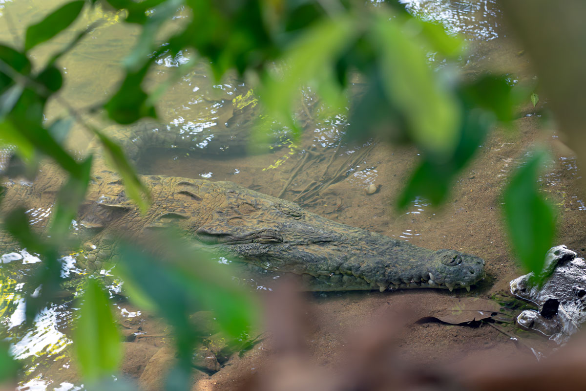 Coccodrillo americano