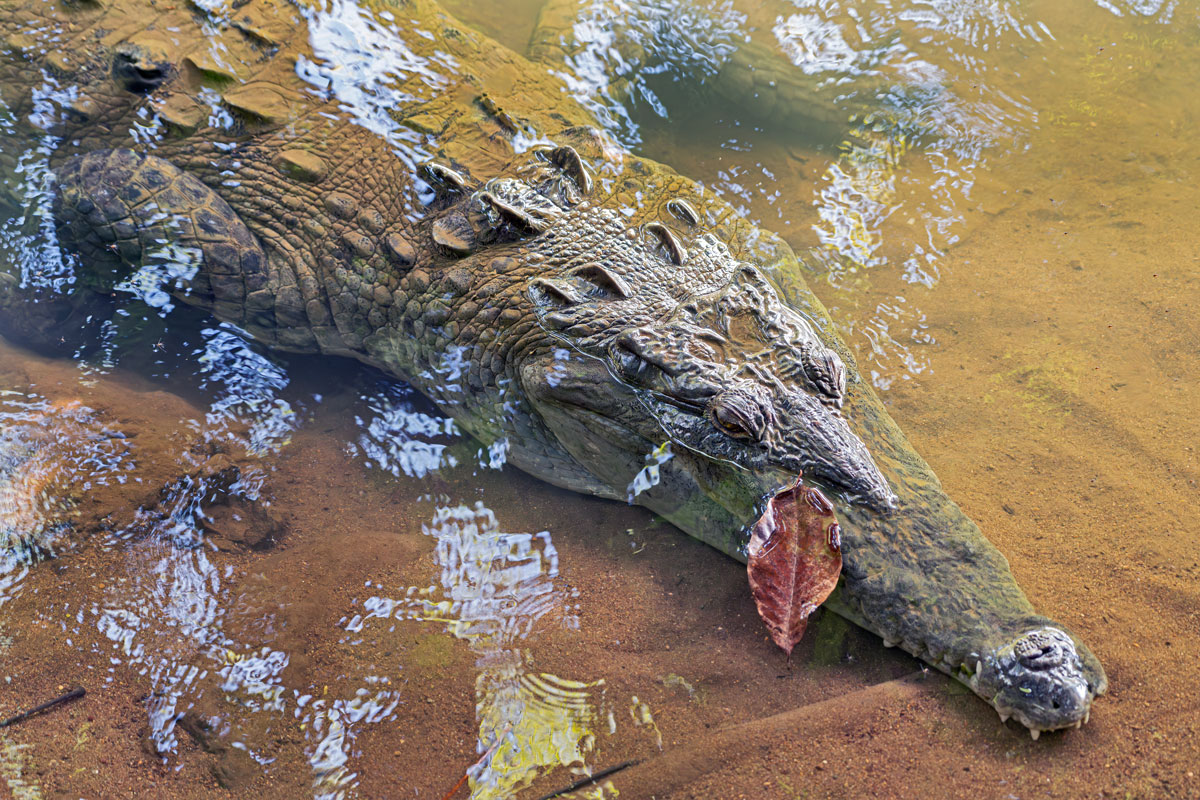 Coccodrillo americano