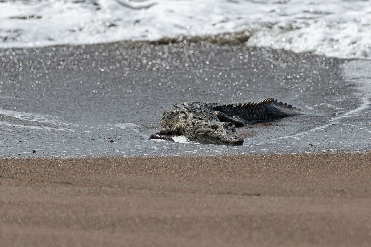 Coccodrillo americano