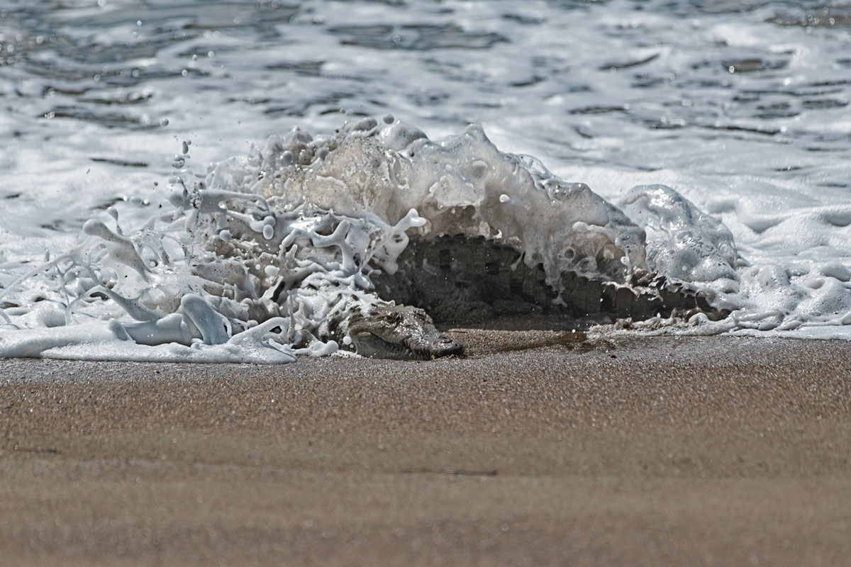 Coccodrillo americano