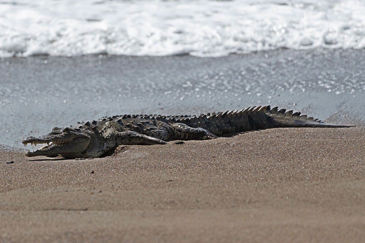 Coccodrillo americano