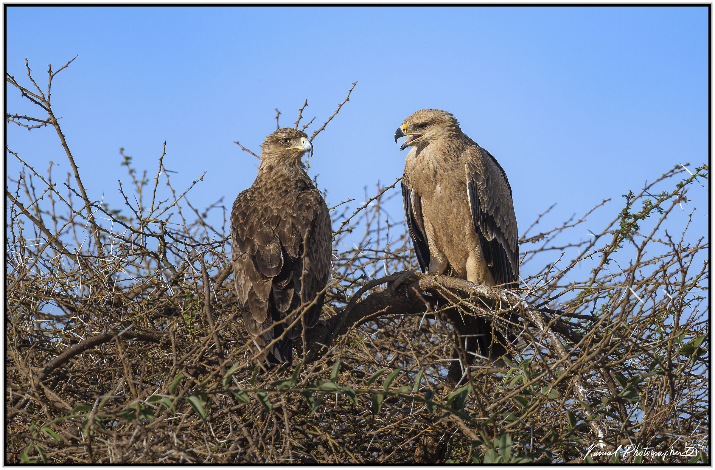 Golden Eagle (Aquila chrysaetos)
