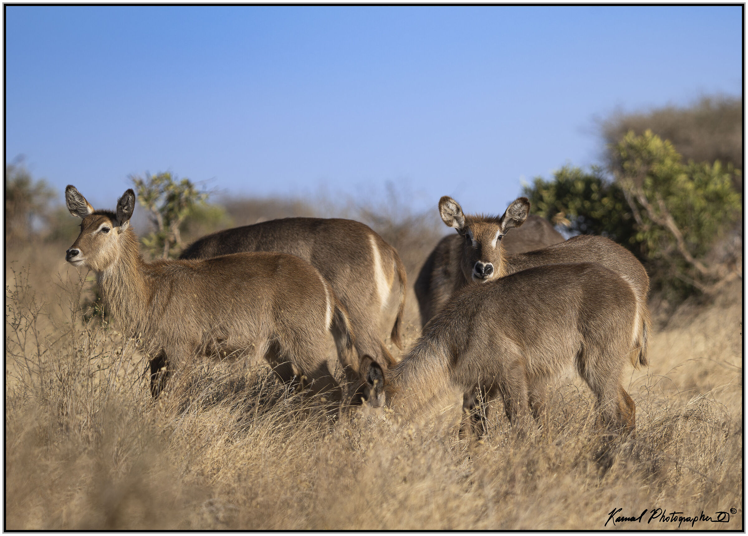 Waterbuck (Kobus ellipsiprymnus)