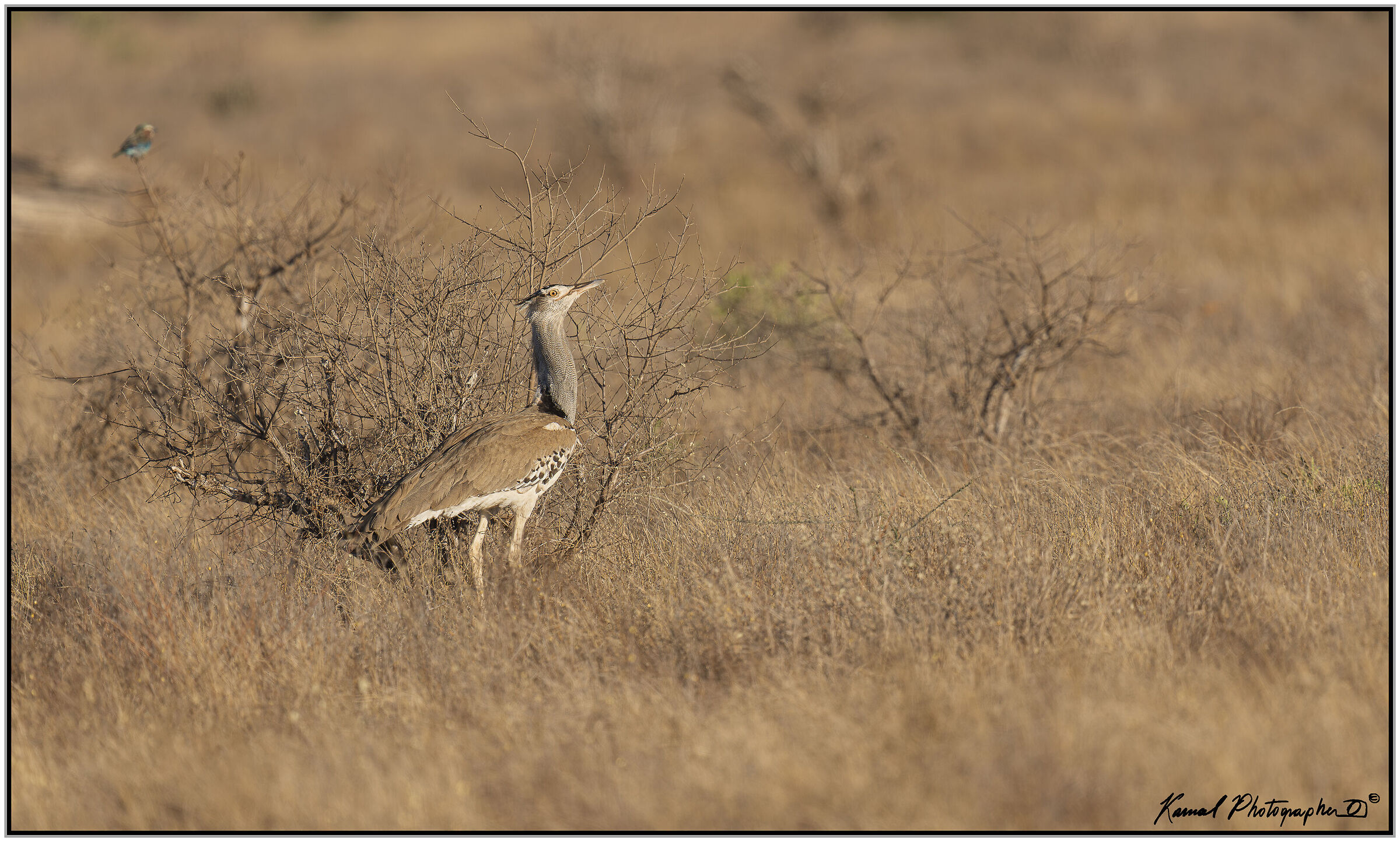 Kori Bustard (Ardeotis kori)