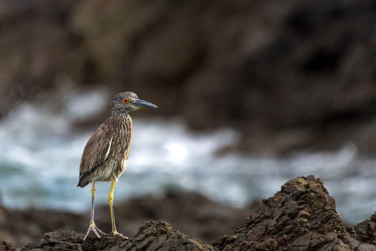 Night Heron yellow head juv.