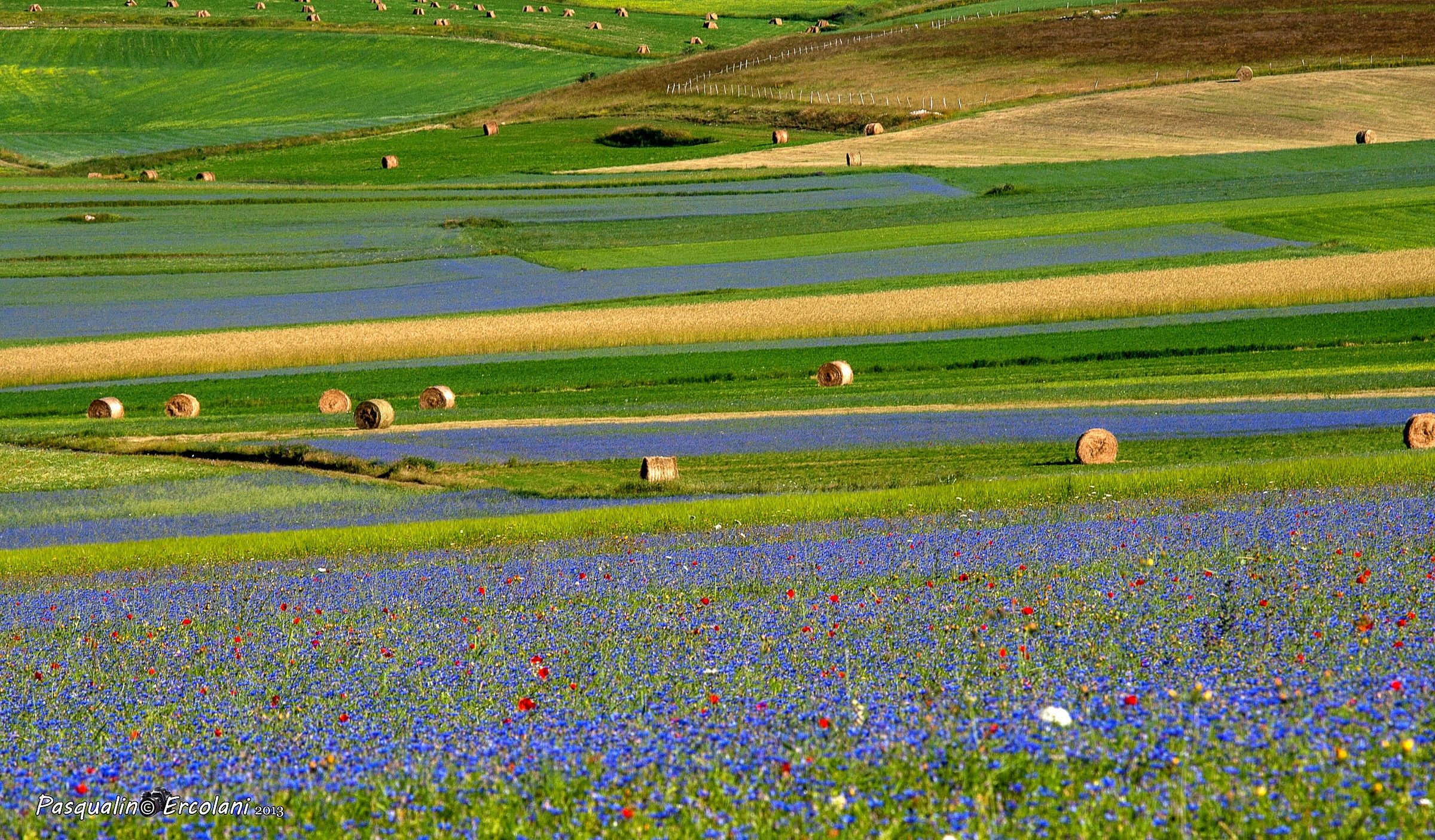 castelluccio Fioritura 2013