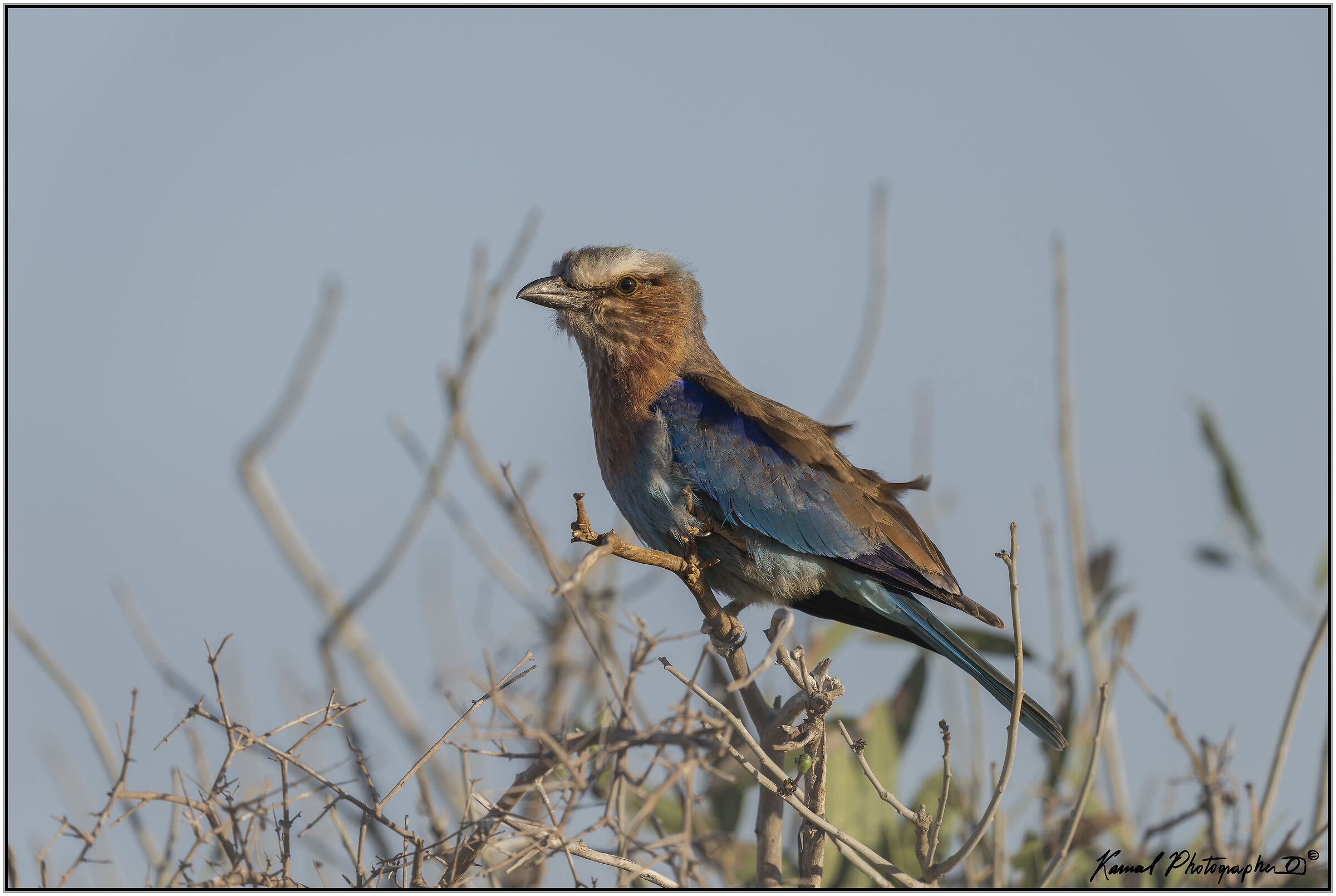 Ghiandaia marina pettolilla (Coracias caudata)