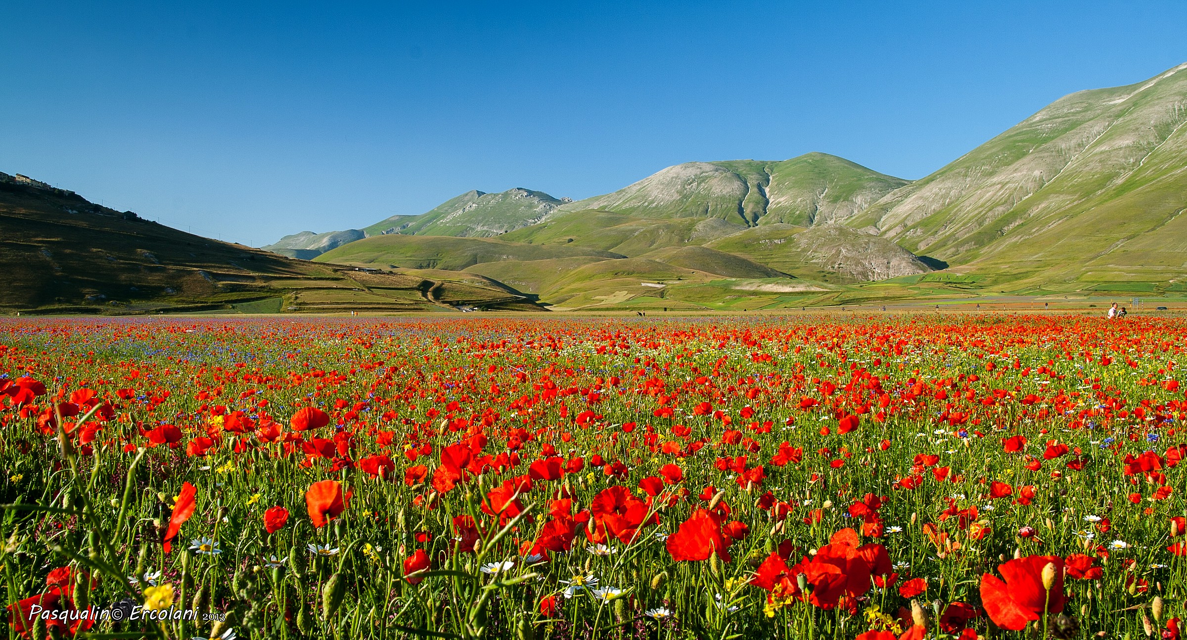 castelluccio Fioritura 2013