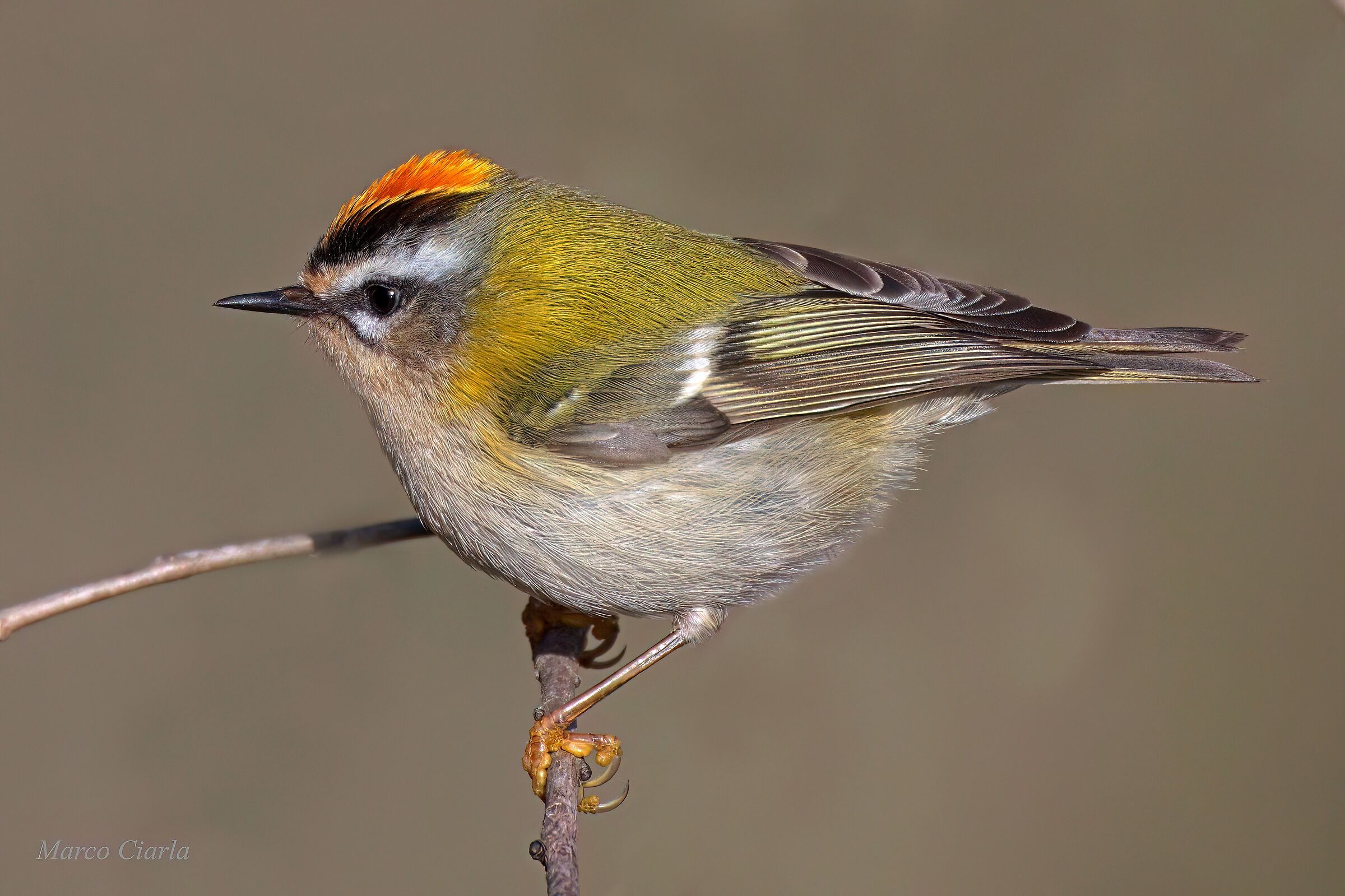 Eurasian Flower (Regulus ignicapilla)