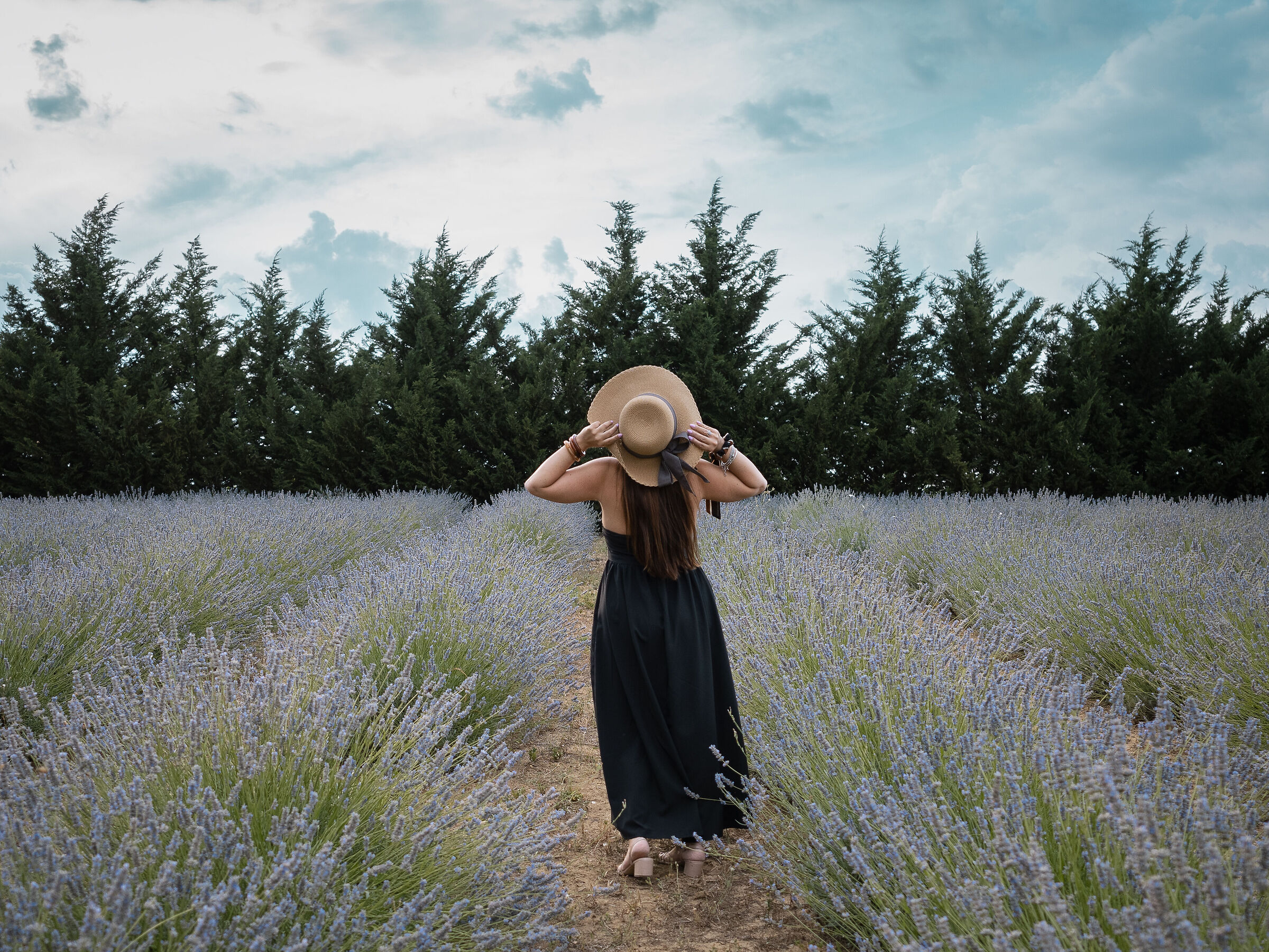 Lavender Field