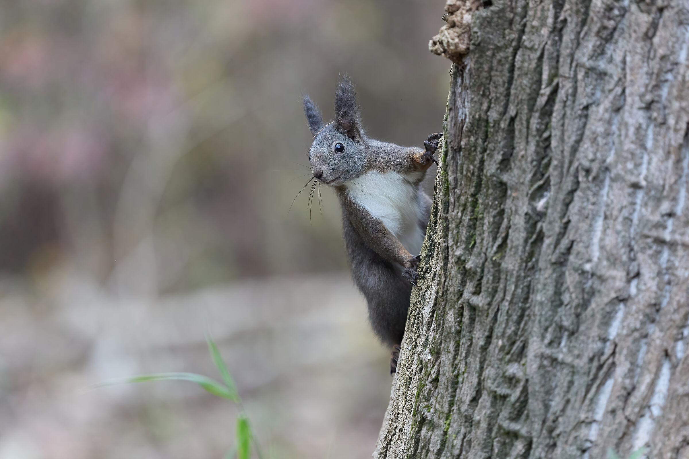 European squirrel