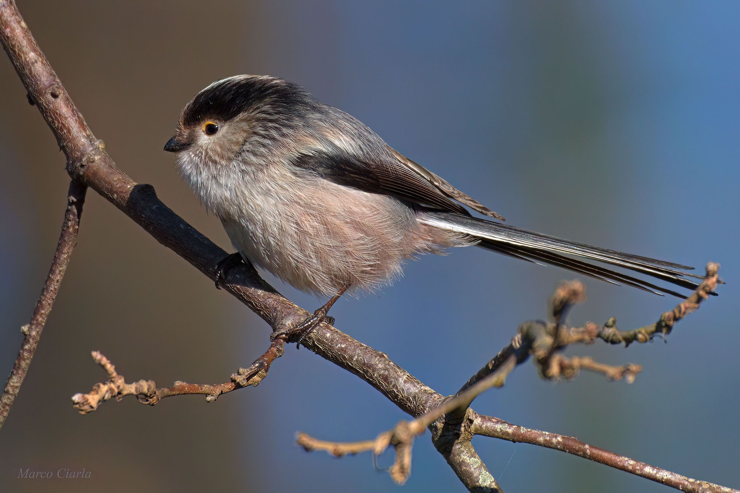 Wagtailed (Aegithalos caudatus)