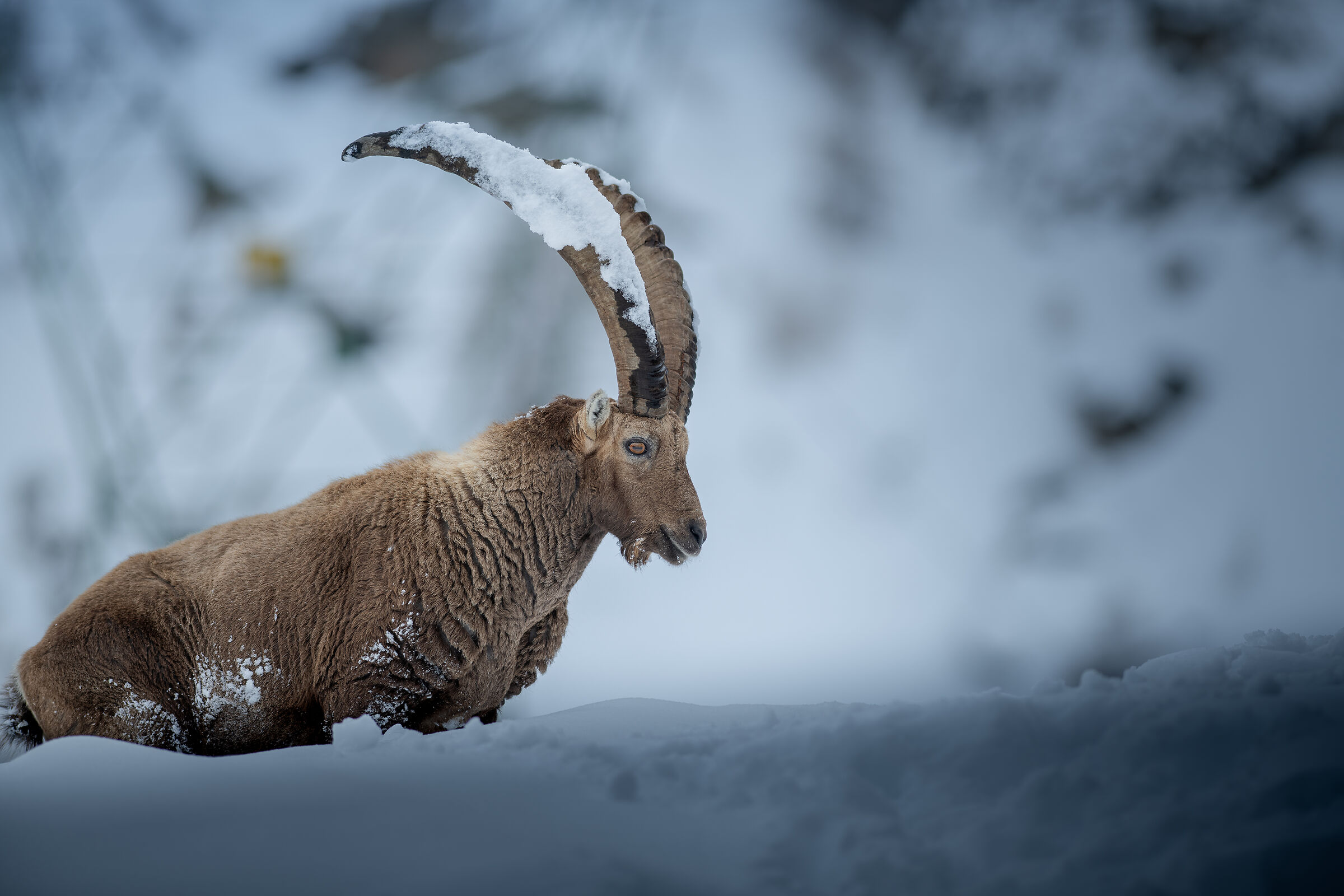 Gran Paradiso ibex