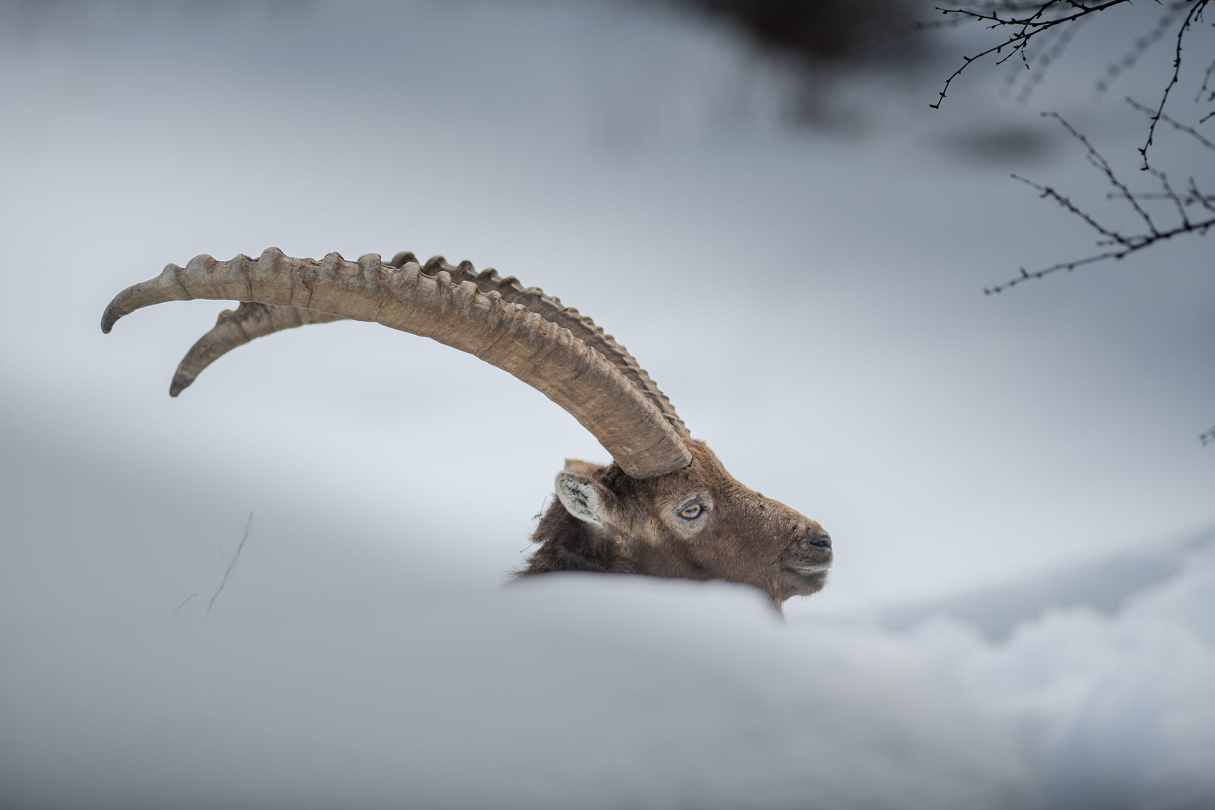 In the snow