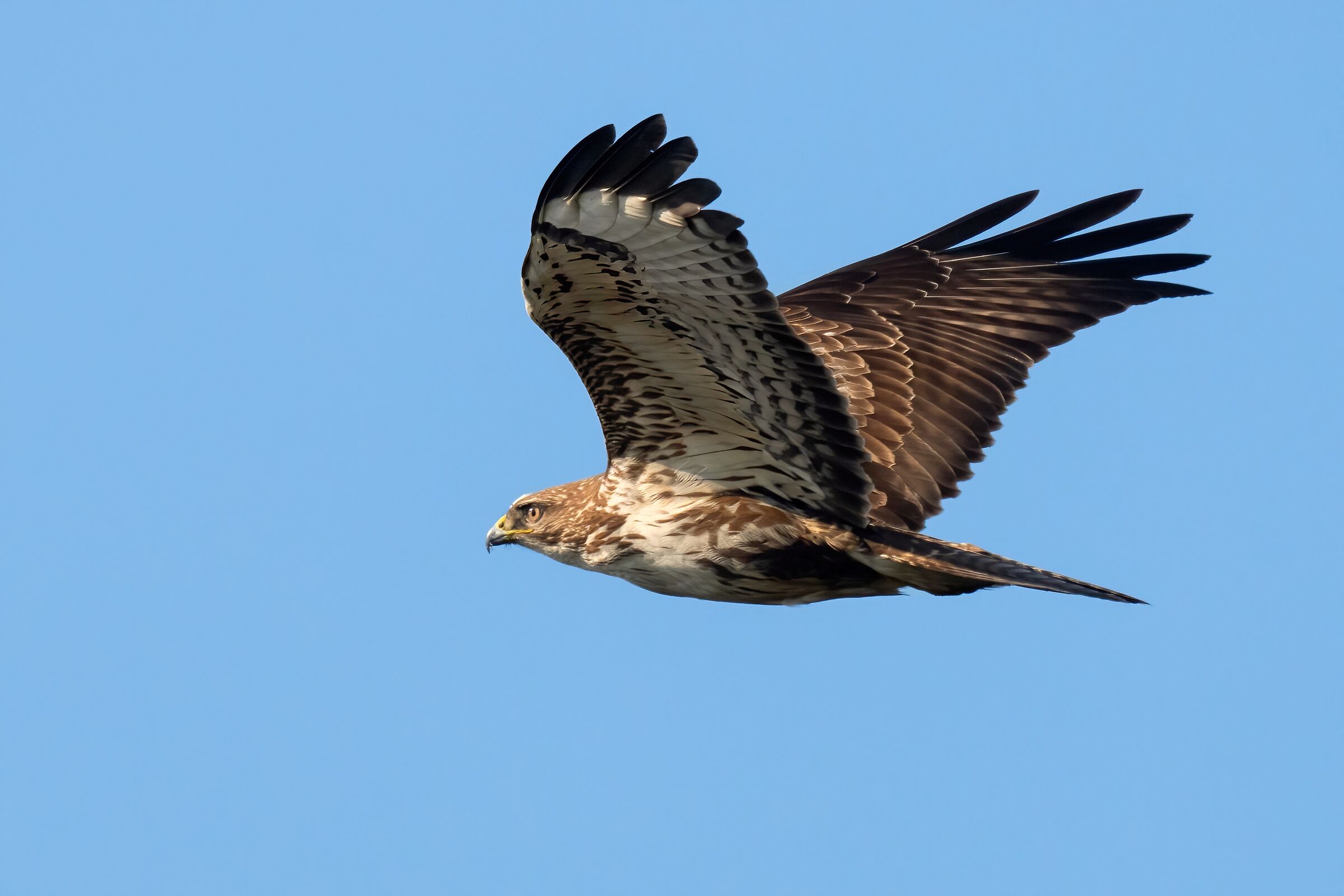 Poiana (Buteo buteo)