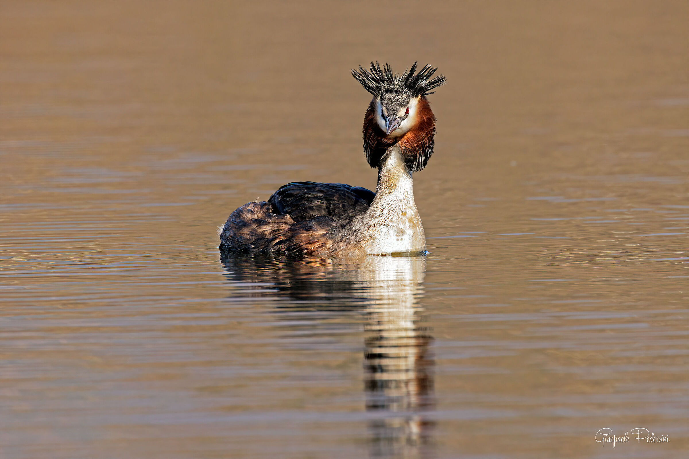 In the Golden Lake