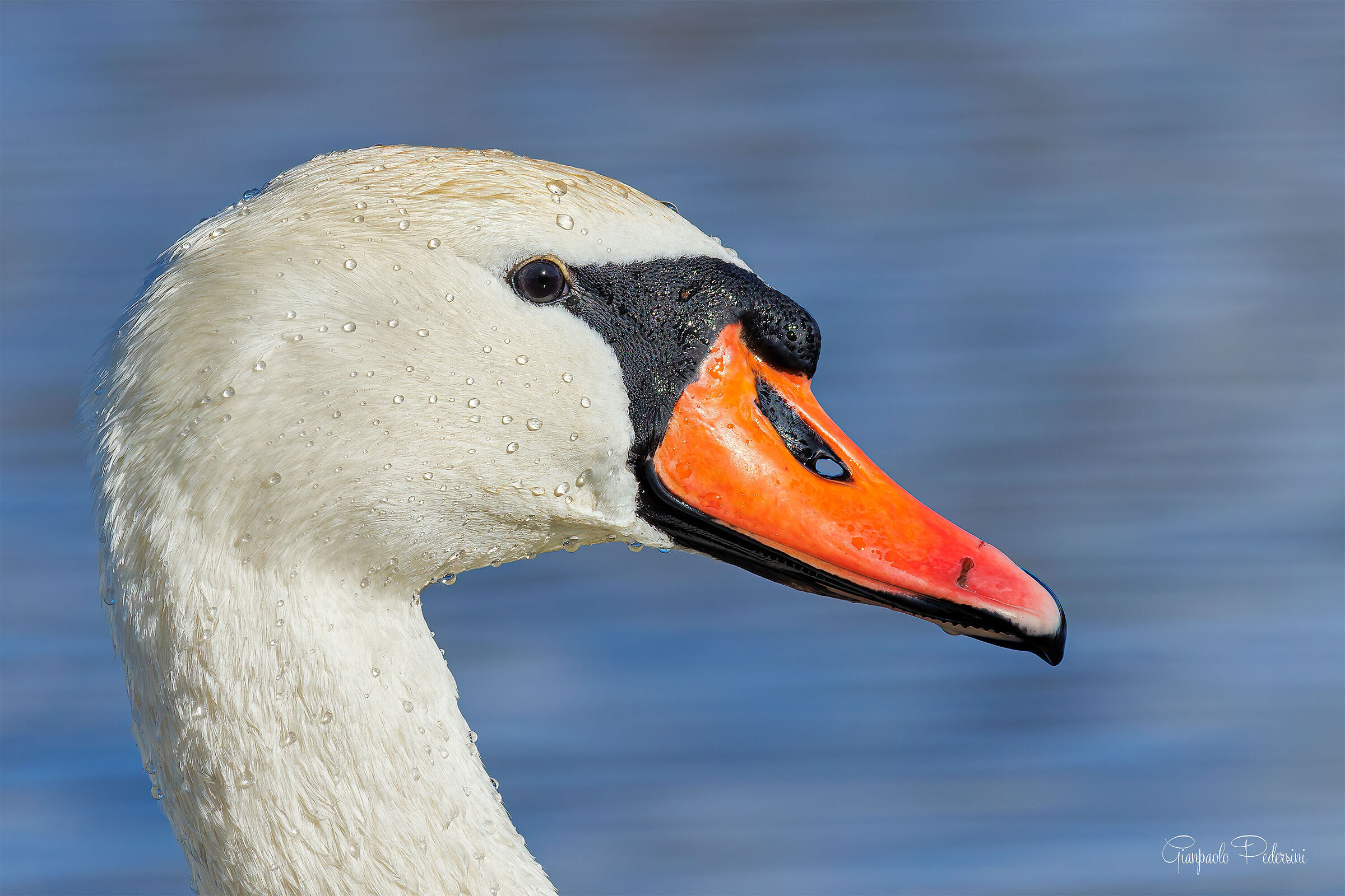 The Swan Portrait