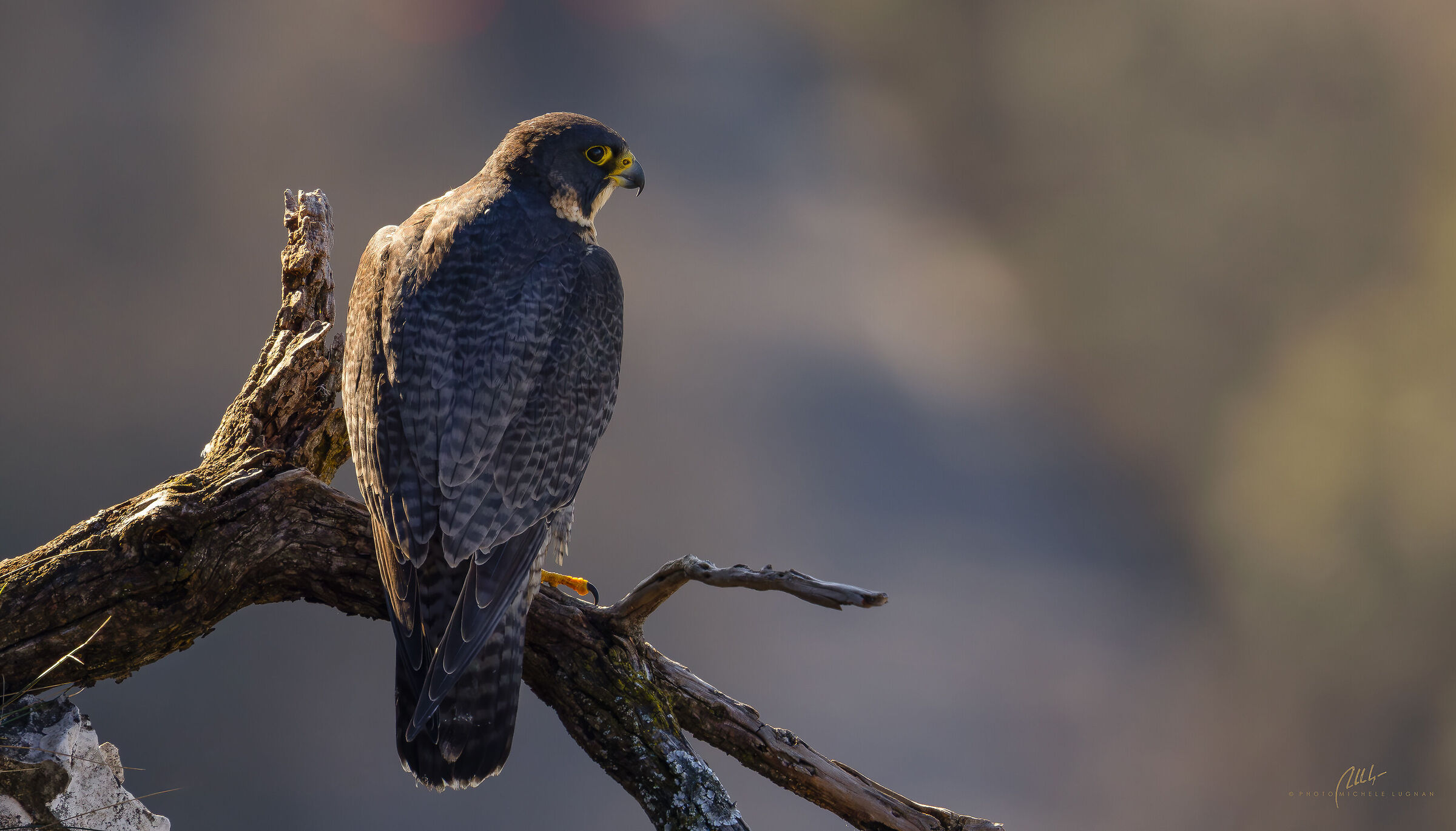 Falco peregrinus