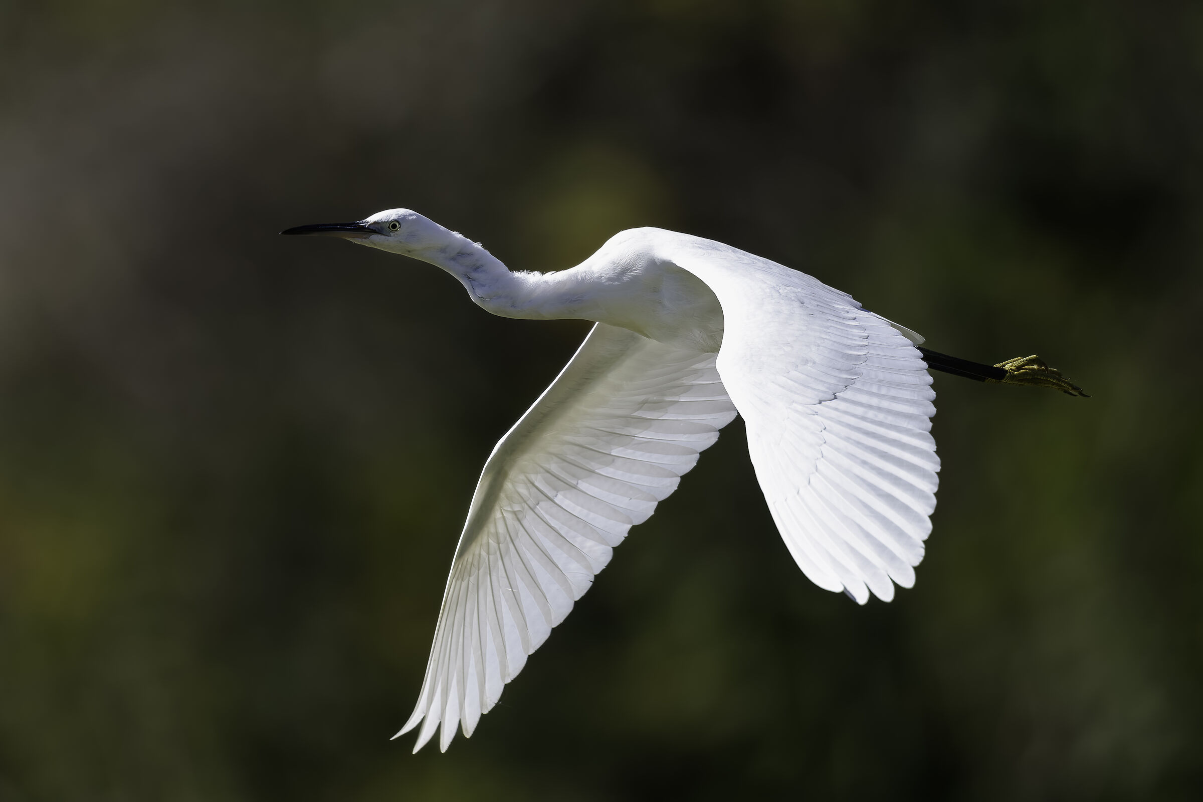 Egretta garzetta
