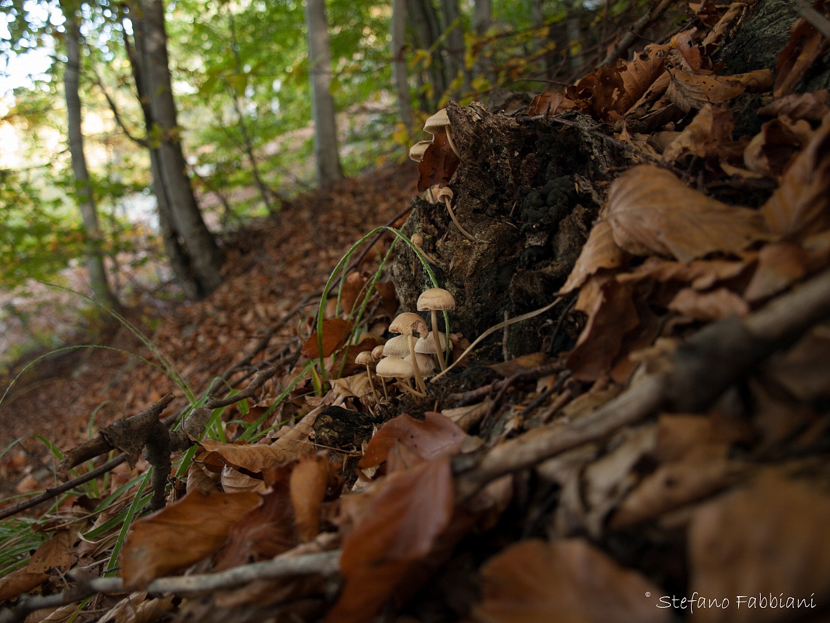 A little undergrowth
