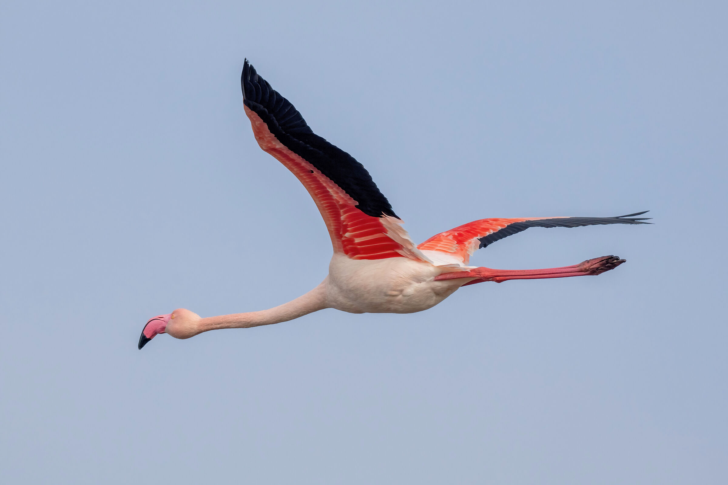 Fenicotteri rosa (Phoenicopterus roseus)