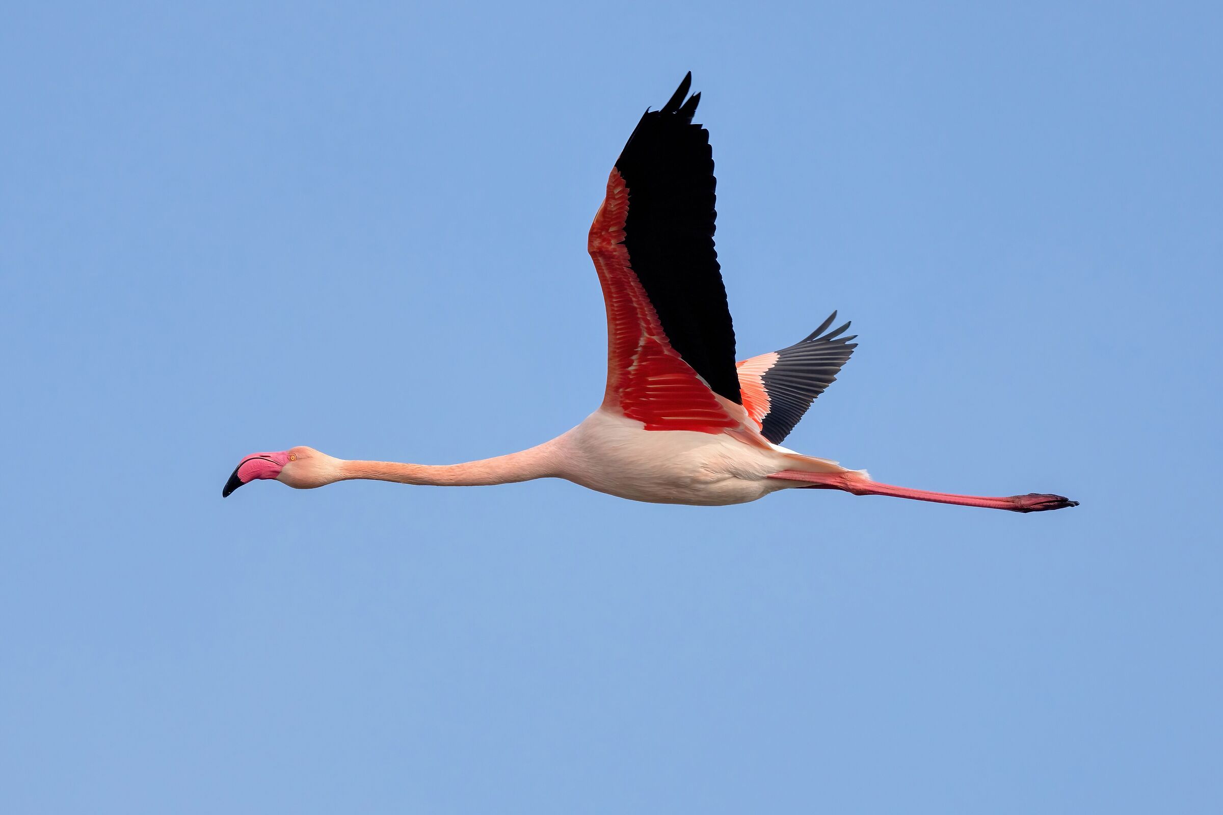 Fenicotteri rosa (Phoenicopterus roseus)