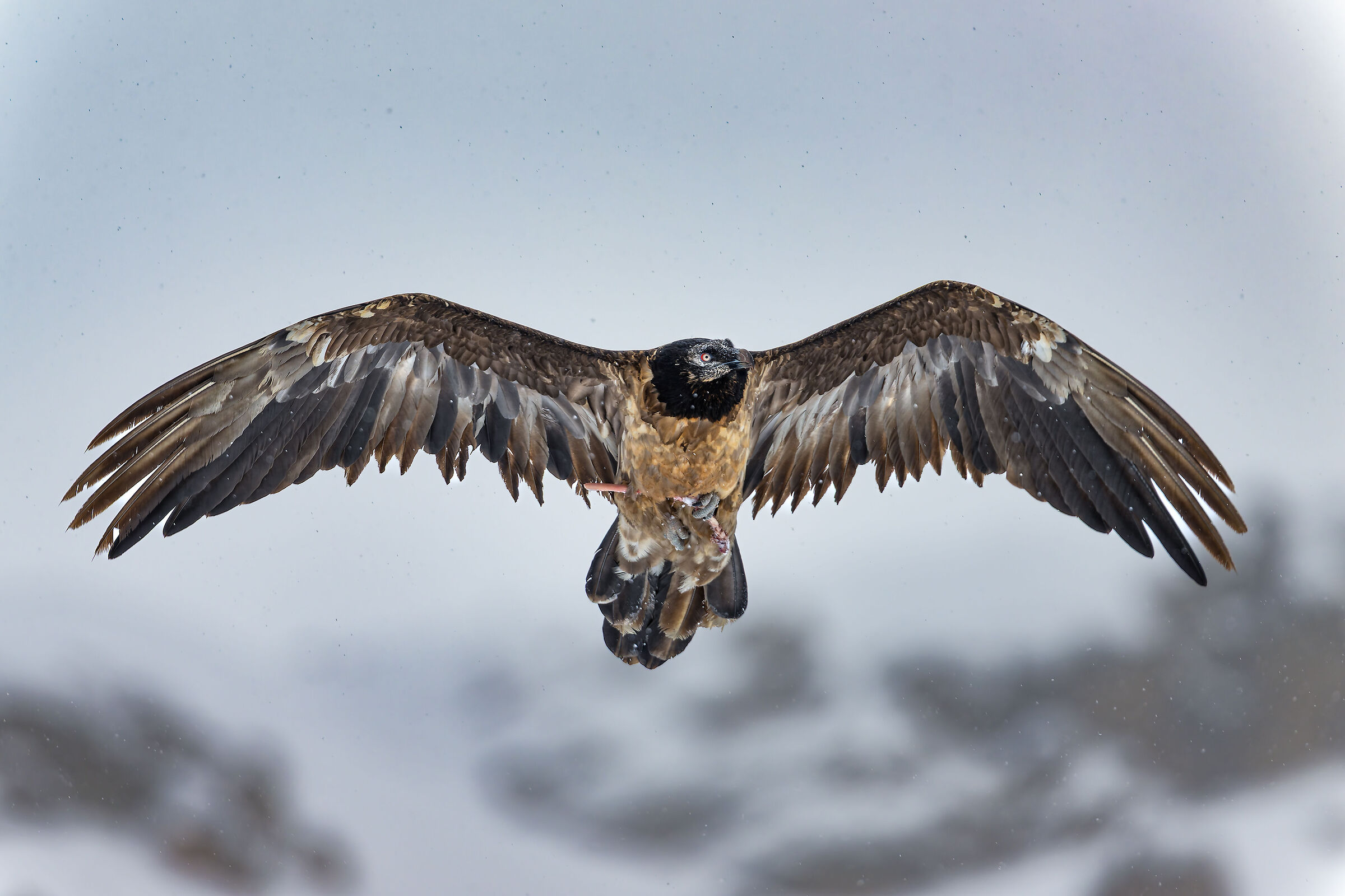 Gypaetus Barbatus - Gran Paradiso National Park