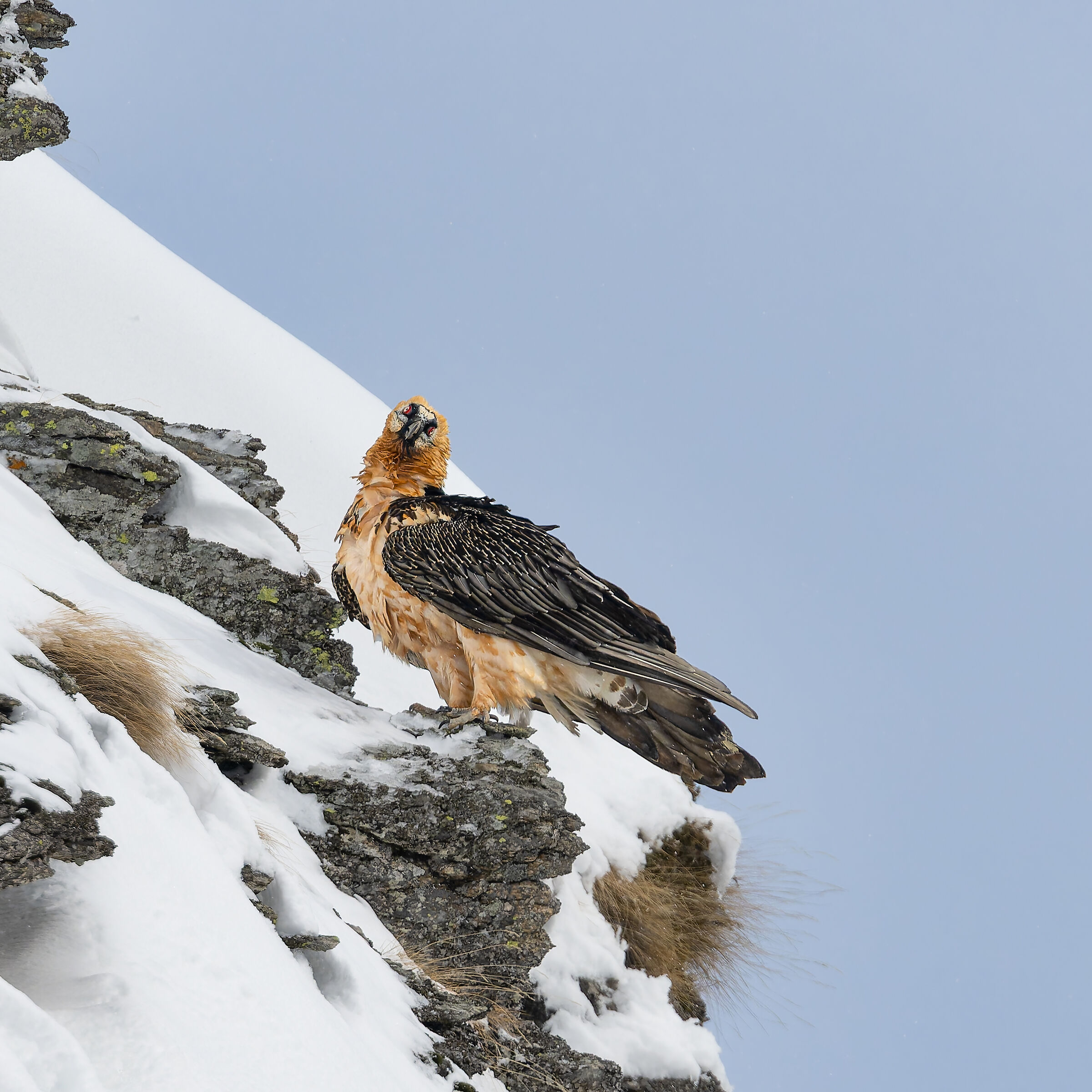 Gypaetus Barbatus - Gran Paradiso National Park
