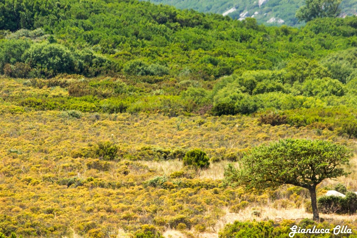 Tree "combed" by the wind
