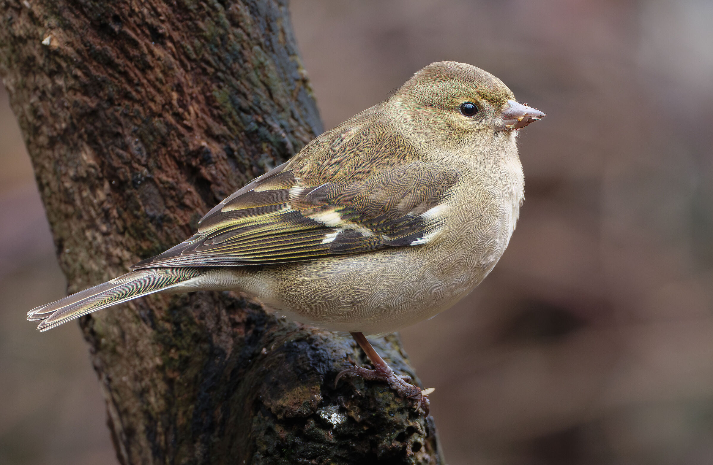 Chaffinch (F)