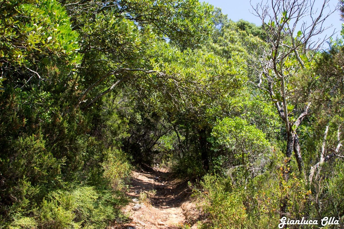 ingresso alla foresta